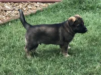 Imported parent, a male German Shepherd Dog for sale in Stockton, MO – 8 of 10
