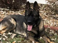 Imported parent, a male German Shepherd Dog for sale in Stockton, MO – 10 of 10