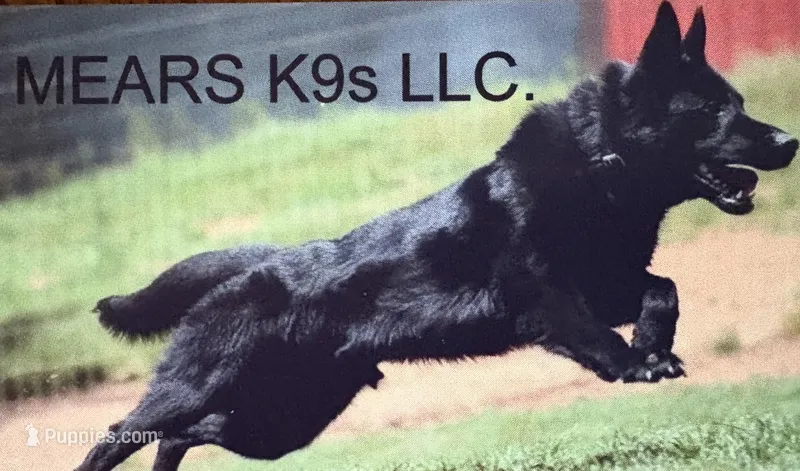 Imported parent – German Shepherd Dog puppy for sale in Stockton, MO
