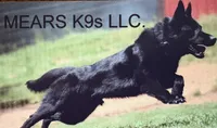 Imported parent, a male German Shepherd Dog for sale in Stockton, MO – 1 of 10