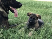 Imported parent, a male German Shepherd Dog for sale in Stockton, MO – 7 of 10
