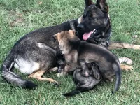 Imported parent, a male German Shepherd Dog for sale in Stockton, MO – 9 of 10