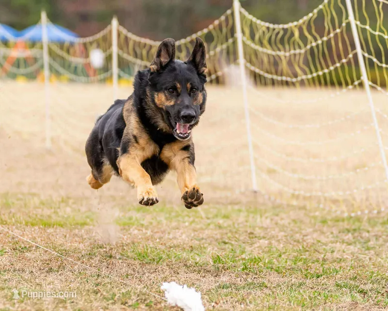 ADULT IMPORT FEMALE – German Shepherd Dog puppy for sale in Stockton, MO