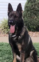 Czech Bred, a male German Shepherd Dog for sale in Stockton, MO – 4 of 7
