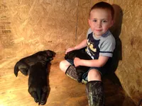 BORN MAY 17TH, a male German Shepherd Dog for sale in Stockton, MO – 2 of 6