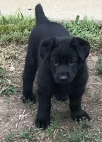 GSD WORKING LINE, a female German Shepherd Dog for sale in Stockton, MO – 6 of 8