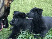 GSD WORKING LINE, a female German Shepherd Dog for sale in Stockton, MO – 2 of 8