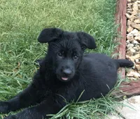 GSD WORKING LINE, a female German Shepherd Dog for sale in Stockton, MO – 3 of 8