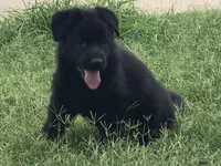 GSD WORKING LINE, a female German Shepherd Dog for sale in Stockton, MO – 4 of 8