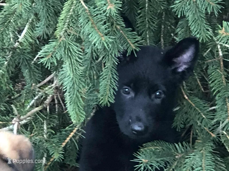 GSD WORKING LINE – German Shepherd Dog puppy for sale in Stockton, MO