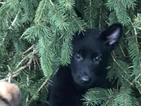 GSD WORKING LINE, a female German Shepherd Dog for sale in Stockton, MO – 1 of 8