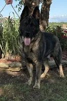 GSD WORKING LINE, a female German Shepherd Dog for sale in Stockton, MO – 8 of 8