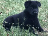 GSD WORKING LINE, a female German Shepherd Dog for sale in Stockton, MO – 5 of 8