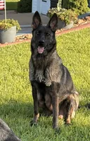 GSD WORKING LINE, a female German Shepherd Dog for sale in Stockton, MO – 7 of 8