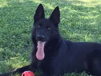 ADULT GSD FEMALE , a female German Shepherd Dog for sale in Stockton, MO – 3 of 5