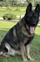 Imported Titled Parents, a female German Shepherd Dog for sale in Stockton, MO – 7 of 8