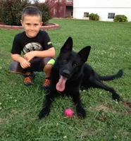 ADULT GSD FEMALE , a female German Shepherd Dog for sale in Stockton, MO – 4 of 5