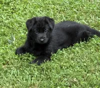 Czech Bred Female Puppy, a female German Shepherd Dog for sale in Stockton, MO – 10 of 10