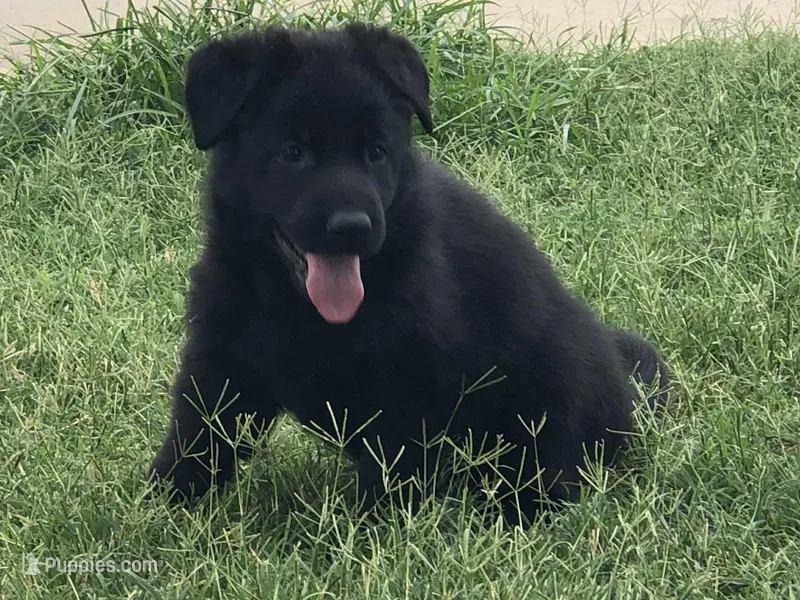 EUROPEAN BRED – German Shepherd Dog puppy for sale in Stockton, MO