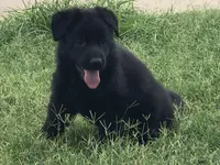 EUROPEAN BRED, a female German Shepherd Dog for sale in Stockton, MO – 1 of 8