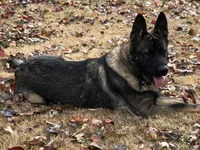 Imported Titled Parents, a female German Shepherd Dog for sale in Stockton, MO – 4 of 8