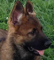 EUROPEAN BRED, a female German Shepherd Dog for sale in Stockton, MO – 3 of 10