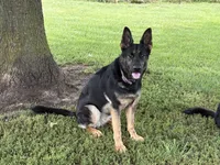 ADULT IMPORT FEMALE, a female German Shepherd Dog for sale in Stockton, MO – 3 of 3