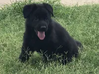 FEMALE READY IN JULY, a female German Shepherd Dog for sale in Stockton, MO – 3 of 8