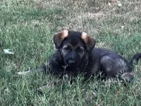GSD FEMALE, a female German Shepherd Dog for sale in Stockton, MO – 10 of 10