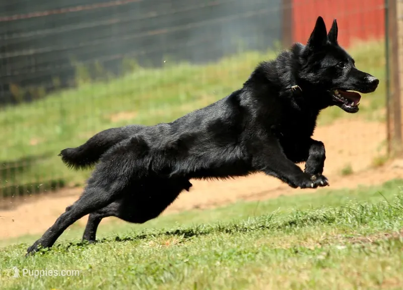 GSD FEMALE – German Shepherd Dog puppy for sale in Stockton, MO