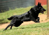 GSD FEMALE, a female German Shepherd Dog for sale in Stockton, MO – 1 of 10