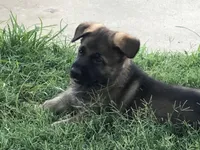 GSD FEMALE, a female German Shepherd Dog for sale in Stockton, MO – 7 of 10