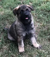 GSD FEMALE, a female German Shepherd Dog for sale in Stockton, MO – 4 of 10