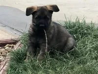 GSD FEMALE, a female German Shepherd Dog for sale in Stockton, MO – 2 of 10