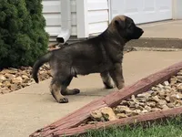 GSD FEMALE, a female German Shepherd Dog for sale in Stockton, MO – 3 of 10