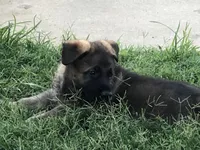 GSD FEMALE, a female German Shepherd Dog for sale in Stockton, MO – 8 of 10