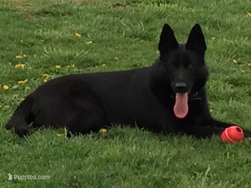 FEMALE READY IN JULY – German Shepherd Dog puppy for sale in Stockton, MO