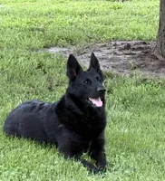 ADULT GSD FEMALE , a female German Shepherd Dog for sale in Stockton, MO – 5 of 5
