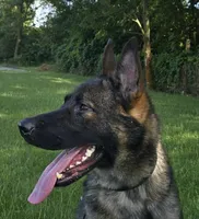 Imported Titled Parents, a female German Shepherd Dog for sale in Stockton, MO – 2 of 8
