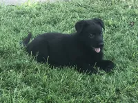 GSD BLACK FEMALE , a female German Shepherd Dog for sale in Stockton, MO – 8 of 10