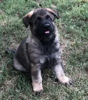 CZECH IMPORT BRED, a female German Shepherd Dog for sale in Stockton, MO – 9 of 10