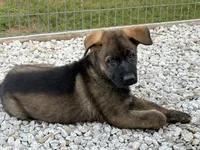 CZECH IMPORT BRED, a female German Shepherd Dog for sale in Stockton, MO – 6 of 10