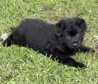 BORN MAY 17TH, a female German Shepherd Dog for sale in Stockton, MO – 10 of 10