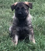 Czech, a male German Shepherd Dog for sale in Stockton, MO – 3 of 7