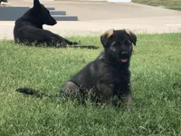 Czech, a male German Shepherd Dog for sale in Stockton, MO – 2 of 7