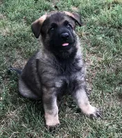 Czech, a male German Shepherd Dog for sale in Stockton, MO – 5 of 7