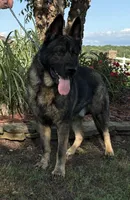 Czech, a male German Shepherd Dog for sale in Stockton, MO – 7 of 7