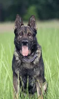 Czech, a male German Shepherd Dog for sale in Stockton, MO – 1 of 7