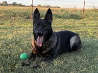 EUROPEAN BRED, a female German Shepherd Dog for sale in Stockton, MO – 6 of 10
