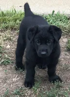 Czech Bred Female Puppy, a female German Shepherd Dog for sale in Stockton, MO – 5 of 10